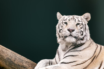 White tiger with black stripes lies near a wooden trunk. Close portrait view with dark green blurred background. Wild big cat
