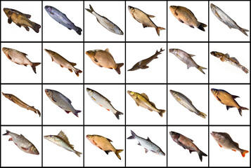 Collection of freshwater fishes isoleted on white background