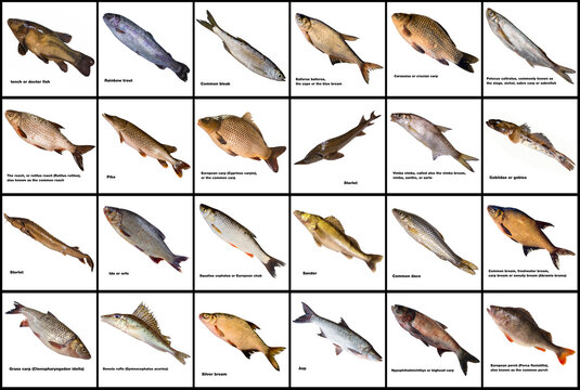 Collection of freshwater fishes isoleted on white background