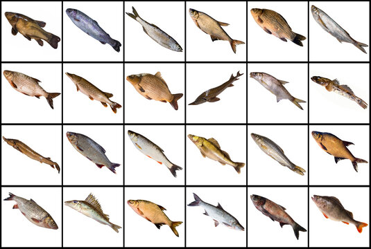 Collection of freshwater fishes isoleted on white background