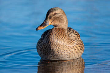 Female mallard duck floating on water