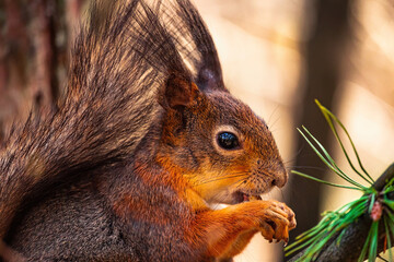 Eurasian red squirrel (Sciurus vulgaris) sits with walnut on a tree branch, holds walnut in a paw with claws. Close up squirrel eat a walnut on a tree branch. Spring in Eastern Europe, Riga, Latvia. 