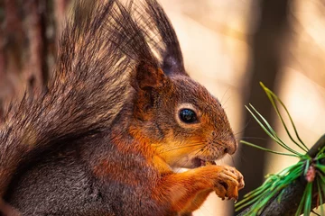 Selbstklebende Fototapeten Eurasian red squirrel (Sciurus vulgaris) sits with walnut on a tree branch, holds walnut in a paw with claws. Close up squirrel eat a walnut on a tree branch. Spring in Eastern Europe, Riga, Latvia.  © Anton