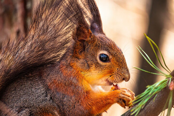 Close up eurasian red squirrel (Sciurus vulgaris) sits with walnut on a tree branch, holds walnut in a paw with claws. Squirrel eat a walnut on a tree branch. Spring in Eastern Europe, Riga, Latvia.