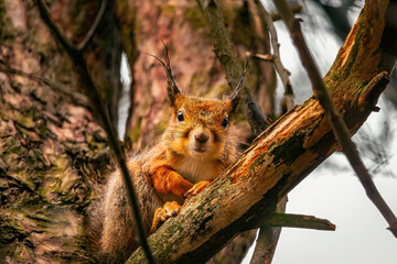 Cute eurasian red squirrel (Sciurus vulgaris) sits on a tree branch. Cute and funny fluffy angry squirrel sits and look straight into the camera. Spring in Eastern Europe, Riga, Latvia - obrazy, fototapety, plakaty