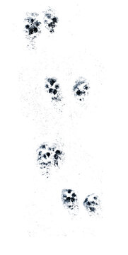 Isolated dog paw prints