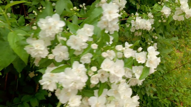 Beautiful white jasmine blossom flowers in spring time. Background with flowering jasmine bush. Inspirational natural floral spring blooming garden or park. Flower art design. Aromatherapy concept.