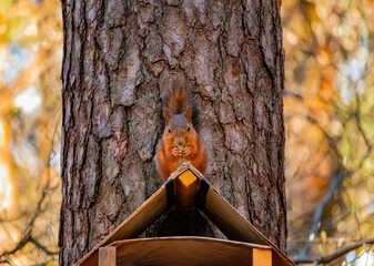 Eurasian red squirrel (Sciurus vulgaris) sits with nut on the roof of the feeder,holds nut and looks straight into the camera.Squirrel eat a nut on a feeder roof.Spring in Eastern Europe, Riga,Latvia.
