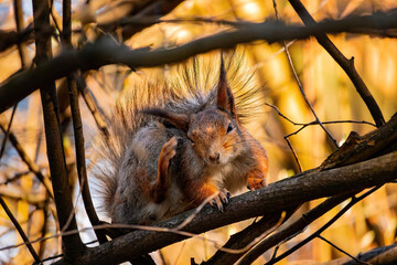 Eurasian red squirrel (Sciurus vulgaris) sits on a tree branch and scratches his ear. Funny fluffy squirrel scratches fluffy ear. Beautiful green spring time in Eastern Europe, Riga, Latvia