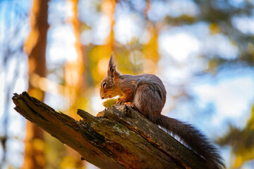 Funny eurasian red squirrel(Sciurus vulgaris)sits with apple on a tree branch,holds apple in paws with claws.Cute squirrel eat an apple.Background photo with bokeh.Spring in Eastern Europe,Riga,Latvia