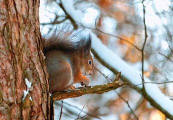 Cute eurasian red squirrel (Sciurus vulgaris) sits on a tree branch near snowy branches. Cute and funny fluffy squirrel sits on a branch. Winter in Eastern Europe, Riga, Latvia