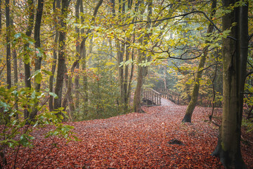 path across the bridge in the autumn forest