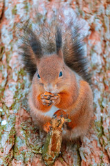 (Sciurus vulgaris) Close up eurasian red squirrel sits with nut on a tree branch and holds nut. Funny fluffy fat squirrel eat a nut on a tree branch. Winter in Eastern Europe, Latvia, Riga