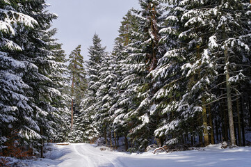 Tło zimowe, las w Roztoczańskim Parku Narodowym, ośnieżone drzewa.