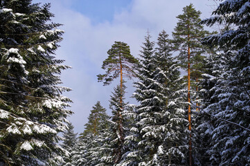 Tło zimowe, las w Roztoczańskim Parku Narodowym, ośnieżone drzewa.