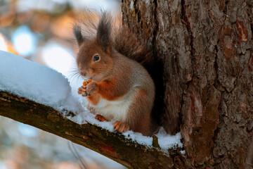 Eurasian red squirrel(Sciurus vulgaris)sits with walnut on a snowy tree branch,holds walnut and looks straight into the camera.Winter in Eastern Europe,Latvia. Squirrel eat a walnut on a tree branch