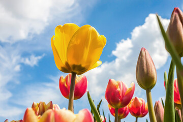 Yellow tulip among red tulips against the blue sky with white clouds - Powered by Adobe