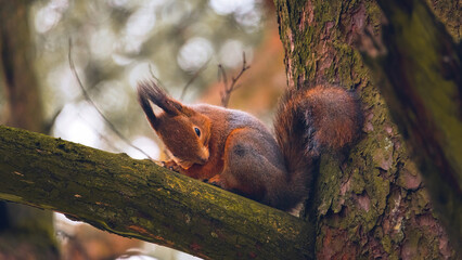 Eurasian red squirrel (Sciurus vulgaris) cleans his fluffy side on a tree branch. Beautiful fluffy funny squirrel paws with claws. Beautiful background with bokeh. Spring in Eastern Europe,Riga,Latvia