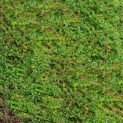 green moss vines seamless texture background. Can be used as a background texture on illustrations and 3d-scenes
