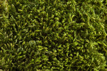 Organic green moss, full frame.