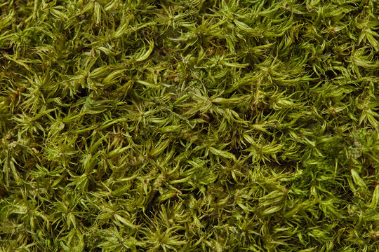 Close up of organic green moss.