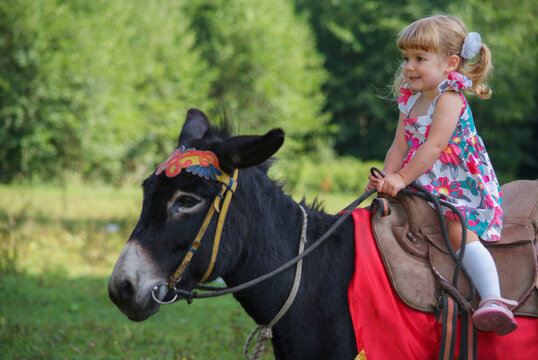 The little girl and a donkey