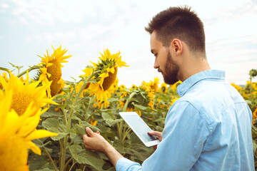 Man farmer hold tablet gadget investigate research yellow blooming sunflower field outdoors sunrise, inspection plantation. Smart agriculture concept. Collecting seeds for oil. Farming season harvest
