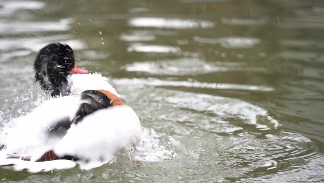 Common shelduck called Tadorna tadorna swims in a pond and preens its feathers.
