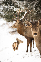 European red deer (Cervus elaphus), stag and doe in the winter forest, Austria, Eurepe.