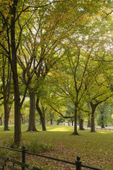 park with picturesque green trees in New York City.