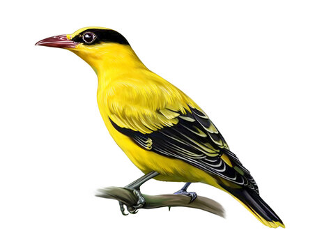 Chinese Black-headed Oriole, Oriolus chinensis