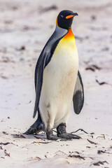 Volunteer Point, Falkland Islands, UK