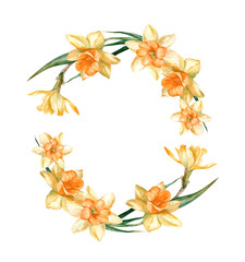 Daffodil flowers in floral watercolor wreath on a white background, watercolor with clipping path