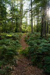 path in the forest