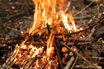 fire in the forest