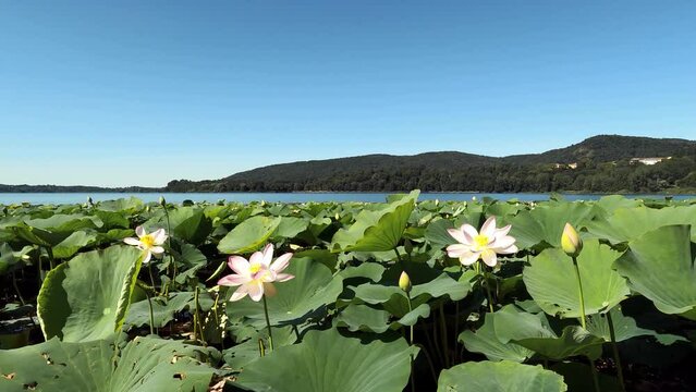 Lotus flowers on Lake Corgeno
