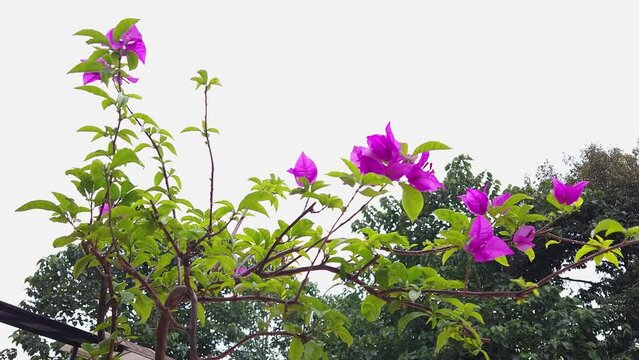 White and Violet Bougainville or Bunga kertas or bugenvil or Bougainvillea. The flower of the plant is small and generally white
