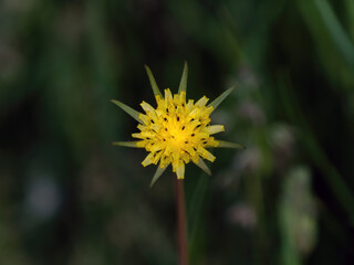 Yellow Salsify in Flower