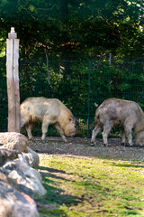 Mishmi takin in the zoo