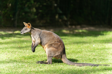 kangaroo in the zoo