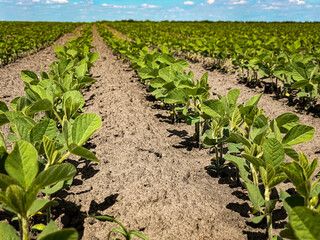 field of soybean in the spring