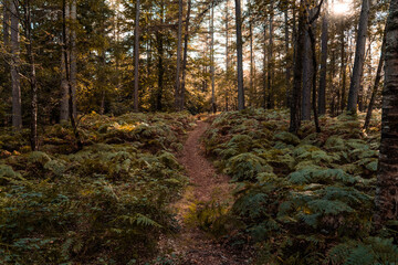 autumn forest in the morning