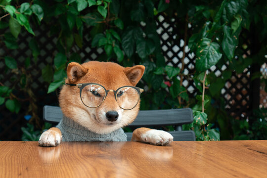 Grumpy dog in glasses at table