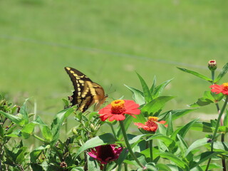 butterfly on flower
