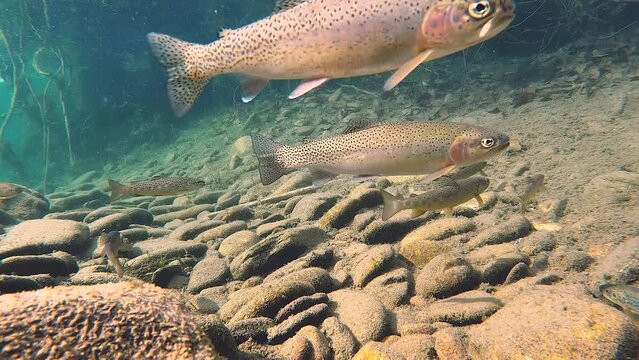 Small trout Swimming in a mountain stream. Several species of trout including cutthroat, brook, brown, and rainbow