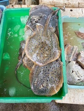 UGC. Fresh Fish at the Fish Market in Indonesia. 
stingray on the mark