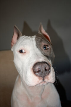 Side Vision Of Cute Dog Portrait