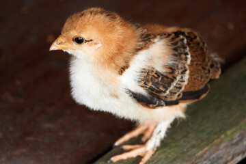 Village chicken coop. Backyard Chickens. Chicken, close up.