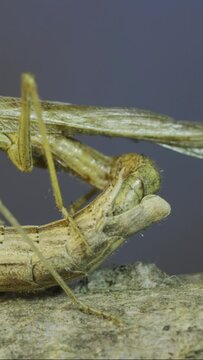 Vertical video, Time lapse, Close-up of mating process of praying mantises. Couple of praying mantis mating on tree branch. Crimean praying mantis (Ameles heldreichi)