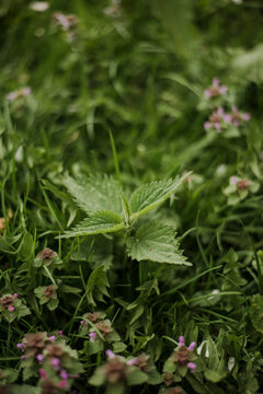 Common nettle
